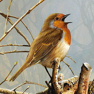 Зарянка / Erithacus rubecula