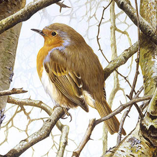 Зарянка / Erithacus rubecula