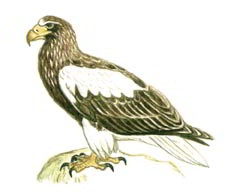 Белоплечий Орлан / Haliaeetus Pelagicus