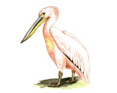 Розовый Пеликан / Pelecanus Onocrotalus