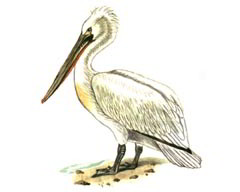 Кудрявый Пеликан / Pelecanus Pelecanus