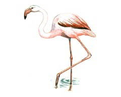 Обыкновенный Фламинго / Phoenicopterus Roseus