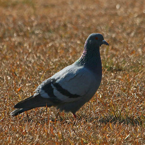 Сизый голубь / Columba livia (Gmelin, 1789)