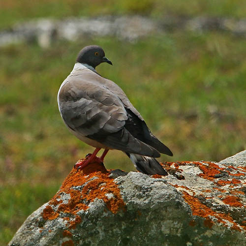 Белогрудый голубь / Columba leuconota (Vigors, 1831)