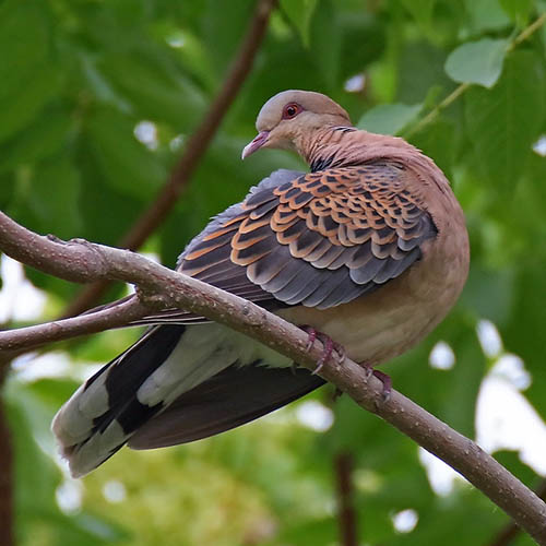 Большая горлица / Streptopelia orientalis (Latham, 1790)