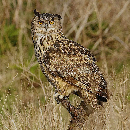 Филин / Bubo bubo (Linnaeus, 1758)