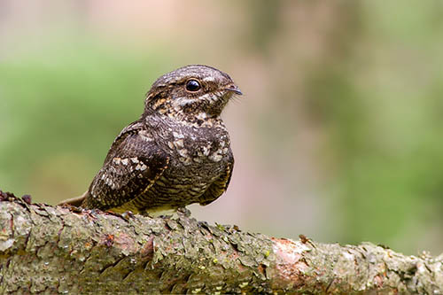 Большой козодой / Caprimulgus indicus (Latham, 1790)