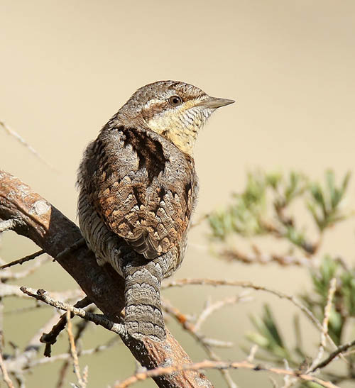 Вертишейка / Jynx torquilla (Linnaeus, 1758)