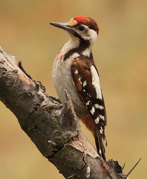 Сирийский дятел / Dendrocopos syriacus (Hemprich et Ehrenberg, 1833)