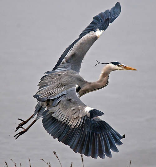 Серая цапля / Ardea cinerea (Linnaeus, 1758)