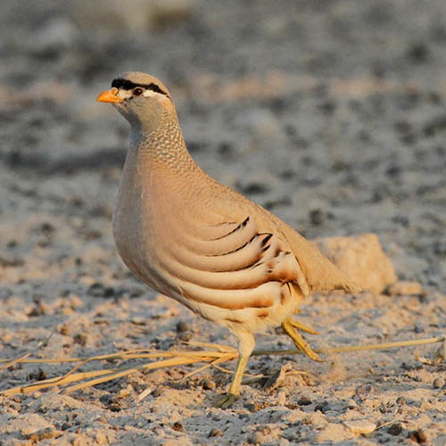 Пустынная куропатка / Ammoperdix griseogularis (Brandt, 1843)