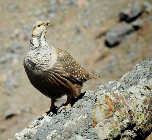 Каспийский улар / Tetraogallus caspius (Gmelin, 1784)