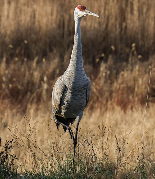 Канадский журавль / Grus canadensis (Linnaeus, 1758)