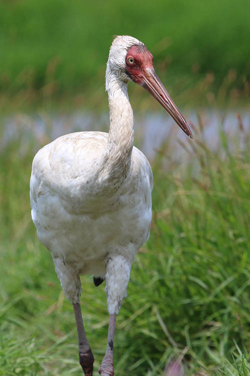 Стерх / Grus leucogeranus (Pallas, 1773)