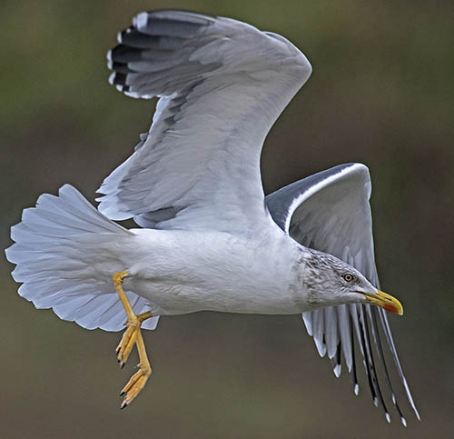 Клуша / Larus fascus (Linnaeus, 1758)