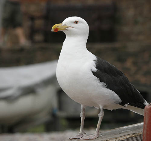 Морская чайка / Larus marinus (Linnaeus, 1758)